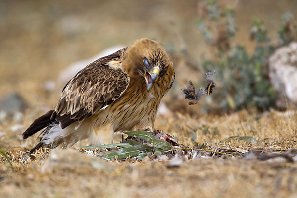 Zwergadler (Aquila pennata)