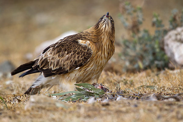 Zwergadler (Aquila pennata)