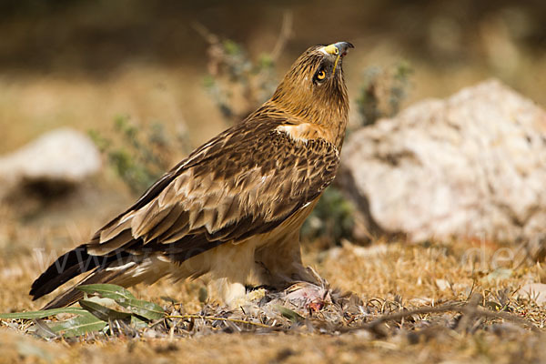 Zwergadler (Aquila pennata)