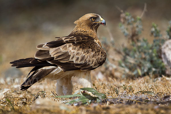 Zwergadler (Aquila pennata)