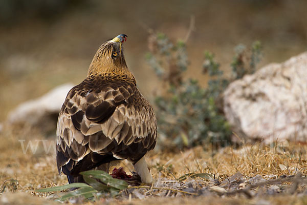 Zwergadler (Aquila pennata)