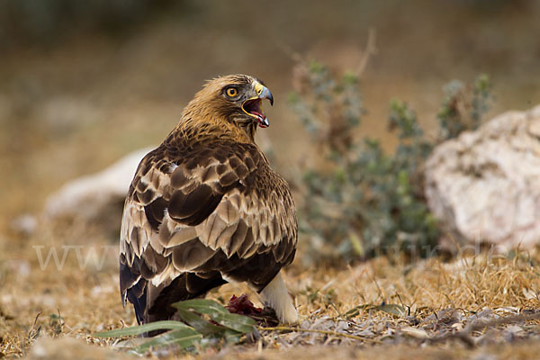 Zwergadler (Aquila pennata)