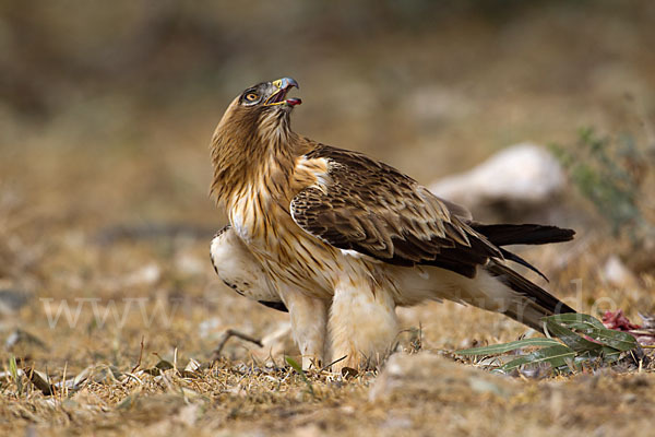 Zwergadler (Aquila pennata)