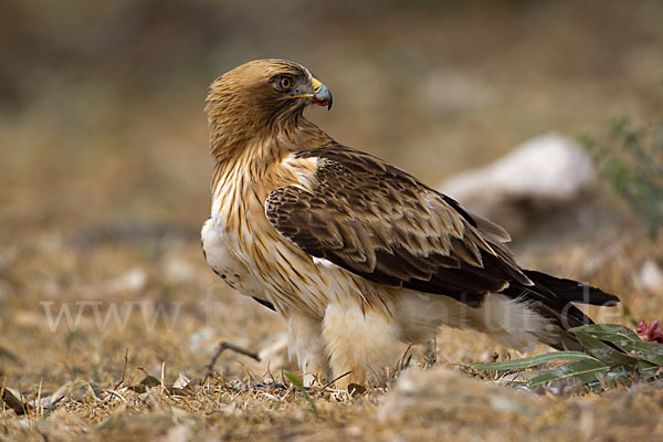 Zwergadler (Aquila pennata)