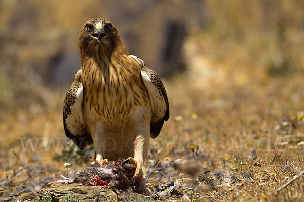 Zwergadler (Aquila pennata)