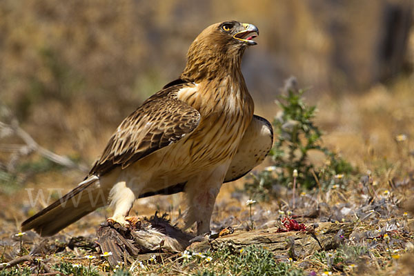 Zwergadler (Aquila pennata)