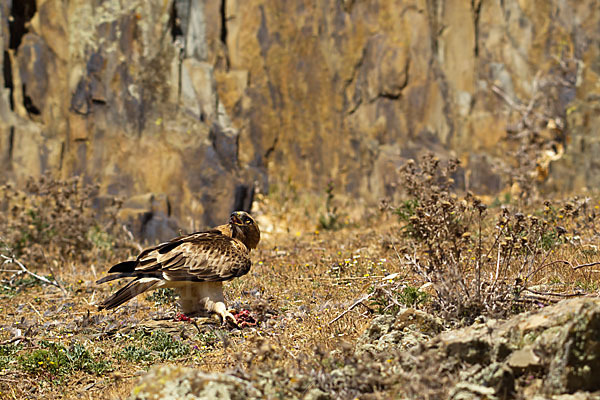 Zwergadler (Aquila pennata)