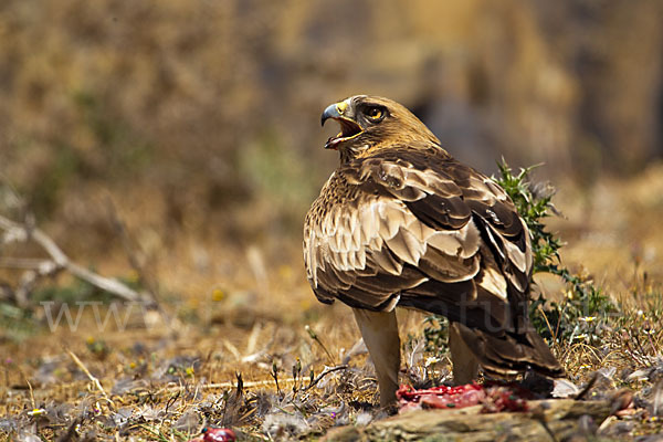 Zwergadler (Aquila pennata)