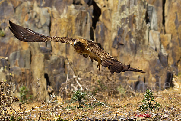 Zwergadler (Aquila pennata)