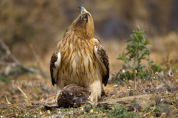 Zwergadler (Aquila pennata)