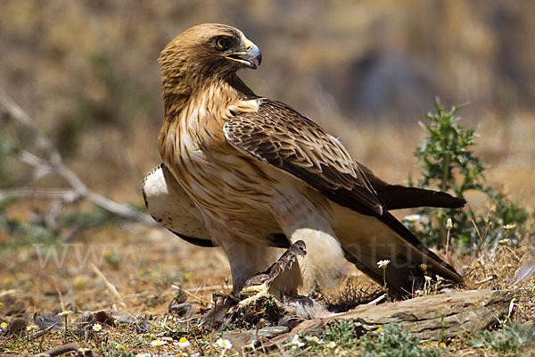 Zwergadler (Aquila pennata)