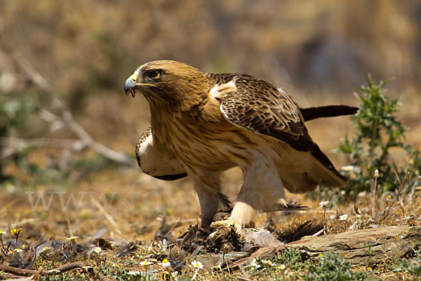 Zwergadler (Aquila pennata)