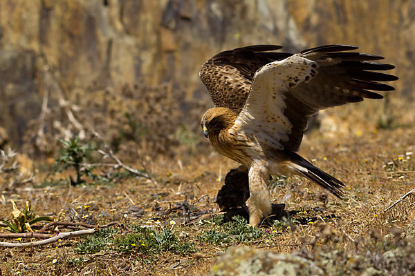 Zwergadler (Aquila pennata)