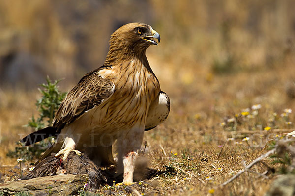 Zwergadler (Aquila pennata)