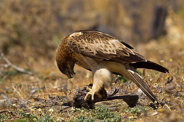 Zwergadler (Aquila pennata)