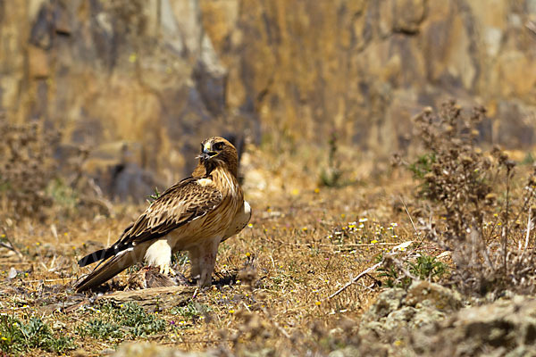 Zwergadler (Aquila pennata)