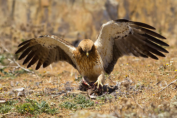 Zwergadler (Aquila pennata)