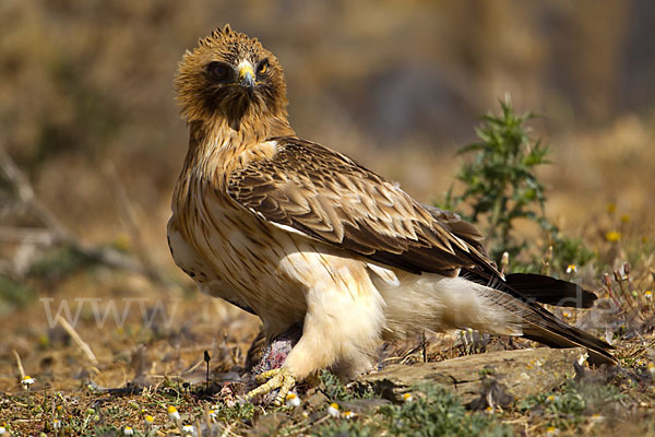 Zwergadler (Aquila pennata)