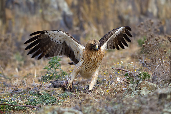 Zwergadler (Aquila pennata)