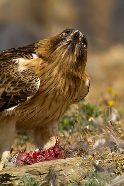 Zwergadler (Aquila pennata)