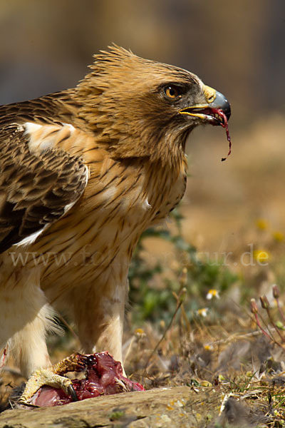 Zwergadler (Aquila pennata)