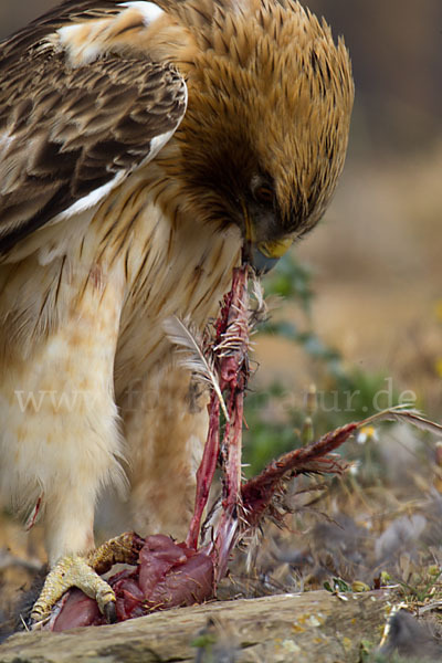 Zwergadler (Aquila pennata)