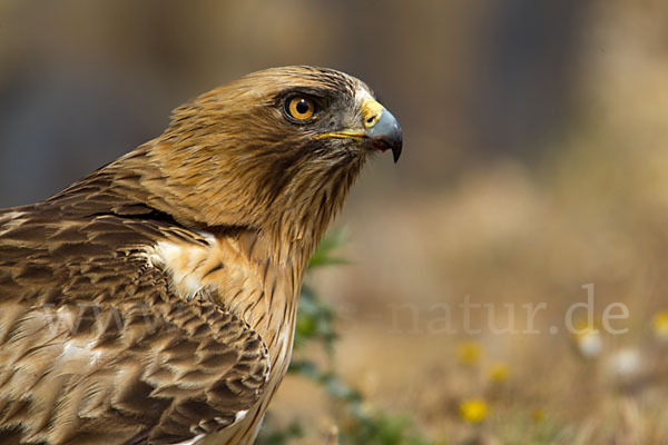 Zwergadler (Aquila pennata)