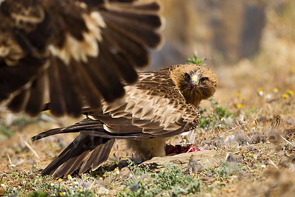 Zwergadler (Aquila pennata)