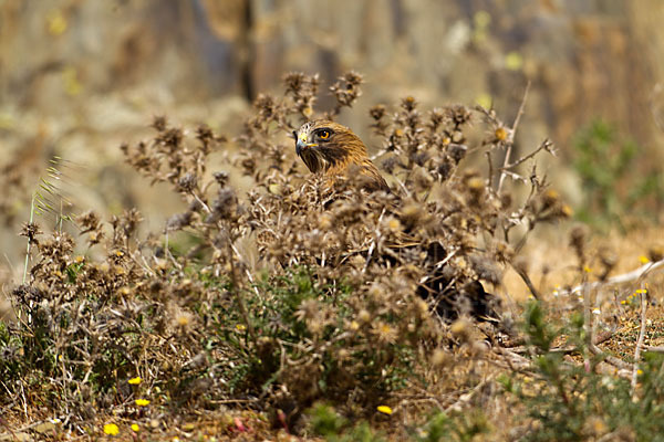 Zwergadler (Aquila pennata)