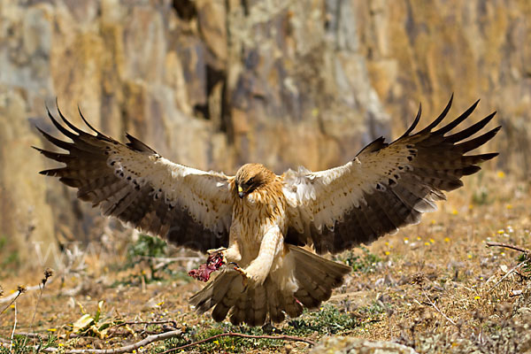 Zwergadler (Aquila pennata)