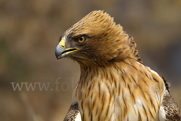 Zwergadler (Aquila pennata)