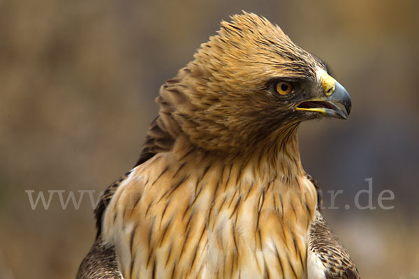 Zwergadler (Aquila pennata)