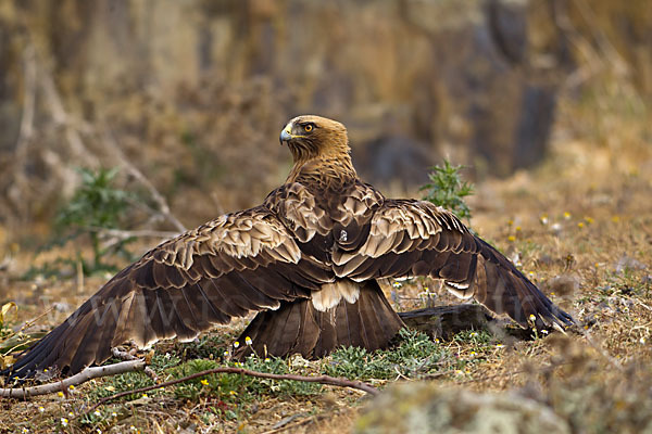 Zwergadler (Aquila pennata)