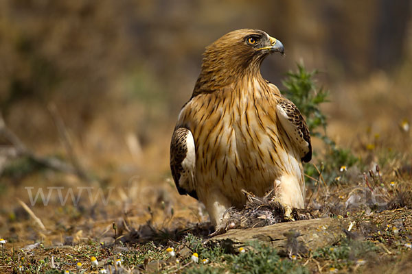 Zwergadler (Aquila pennata)