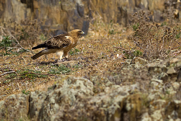 Zwergadler (Aquila pennata)