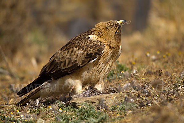 Zwergadler (Aquila pennata)