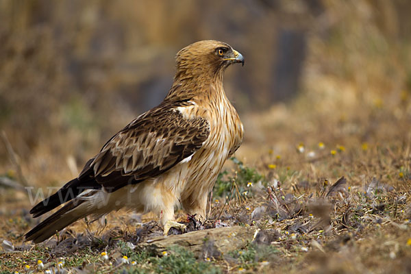 Zwergadler (Aquila pennata)