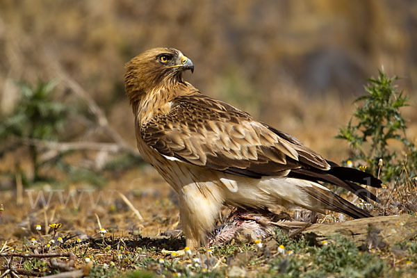 Zwergadler (Aquila pennata)