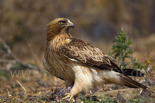 Zwergadler (Aquila pennata)