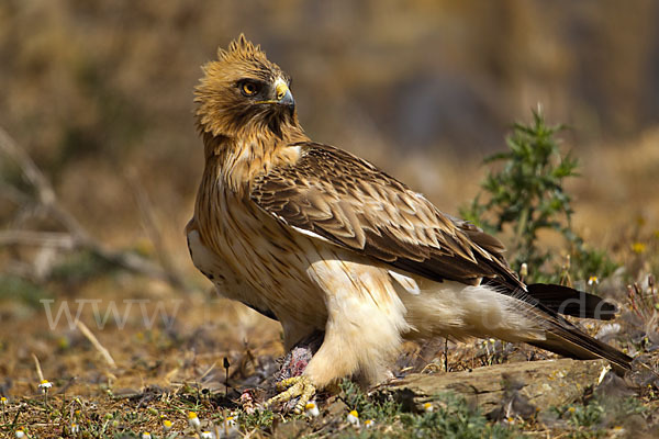 Zwergadler (Aquila pennata)