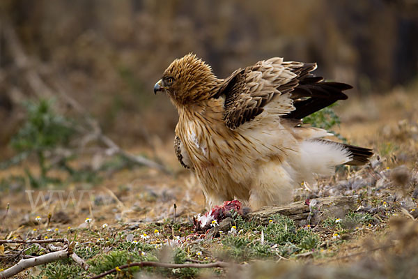 Zwergadler (Aquila pennata)