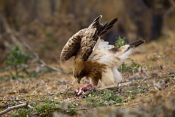 Zwergadler (Aquila pennata)