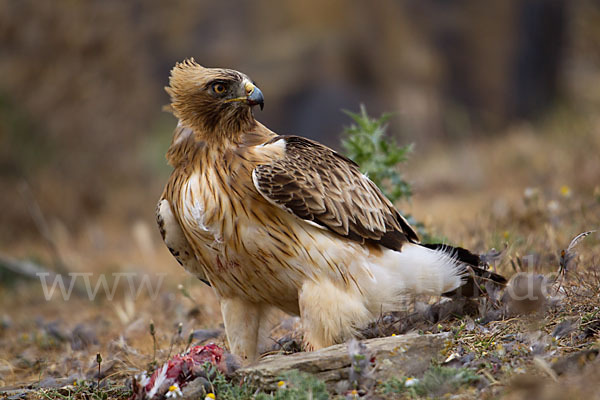 Zwergadler (Aquila pennata)