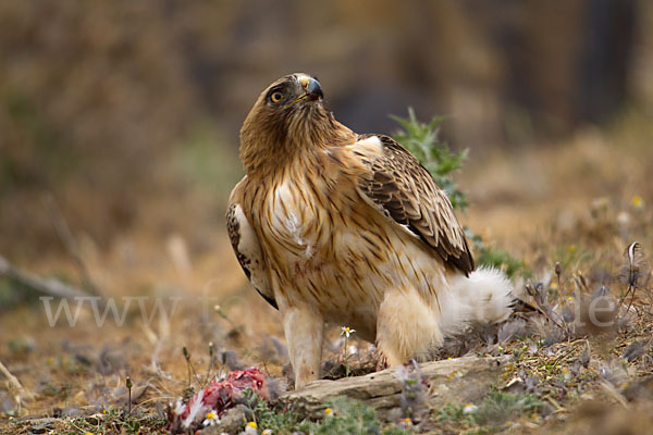 Zwergadler (Aquila pennata)