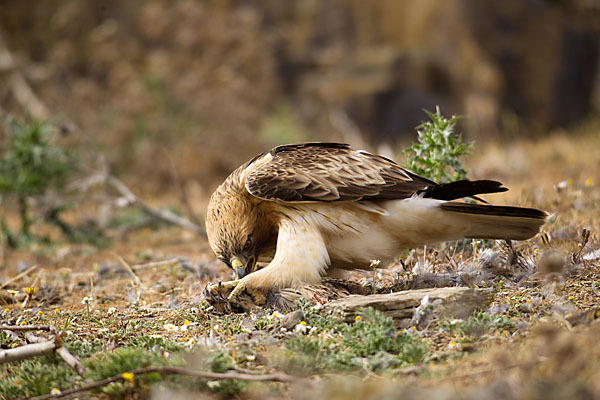 Zwergadler (Aquila pennata)