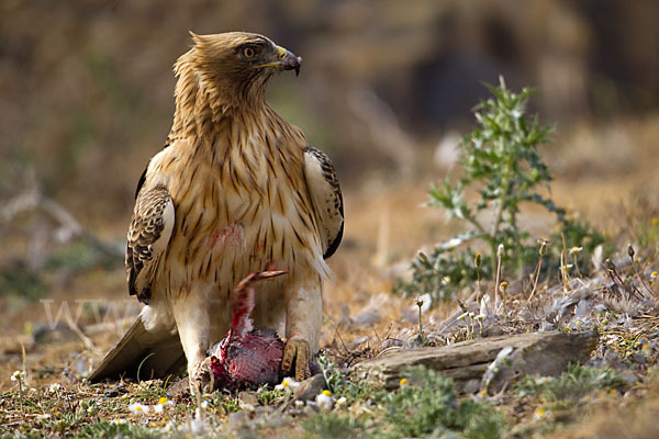 Zwergadler (Aquila pennata)