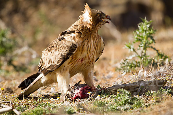 Zwergadler (Aquila pennata)