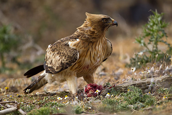 Zwergadler (Aquila pennata)