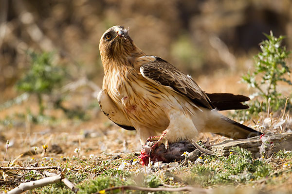 Zwergadler (Aquila pennata)