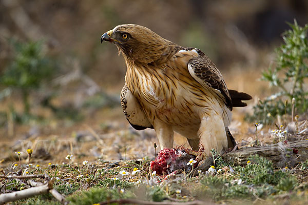 Zwergadler (Aquila pennata)